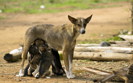 *** Family *** - animal, dogs, dog, animals, family