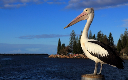 *** Pelican *** - pelican, animal, animals, birds