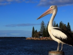 *** Pelican ***