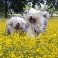 *** Dogs on the meadow ***