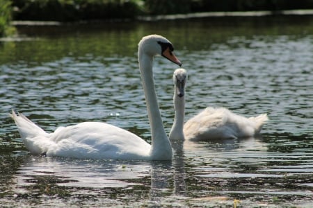 swan with little swan - pic, picture, swan, wallpaper