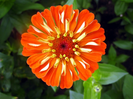 Beautiful orange - nature, photography, orange, flowers, flower