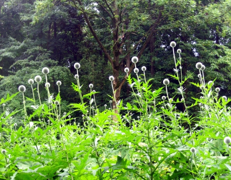 Forest - flowers, trees, nature, green, photography, forest, flower, tree