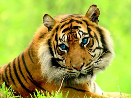 SIBERIAN PREDATOR - siberian, tiger, wild, cat, blue eyes