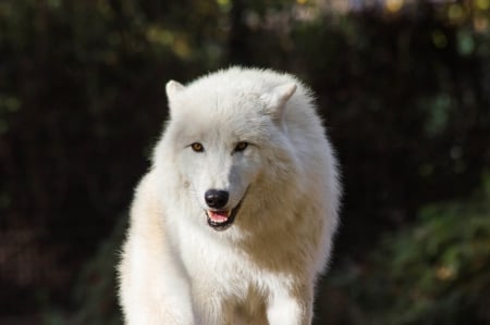 arctic wolf - wolfrunning, snow, dog, mythical, the pack, wisdom beautiful, grey wolf, timber, canis lupus, abstract, spirit, friendship, howling, grey, white, nature, arctic, wallpaper, majestic, wolf, canine, pack, wild animal black, wolf wallpaper, winter, wolf pack, quotes, howl, wolves, black, lobo, lone wolf, solitude