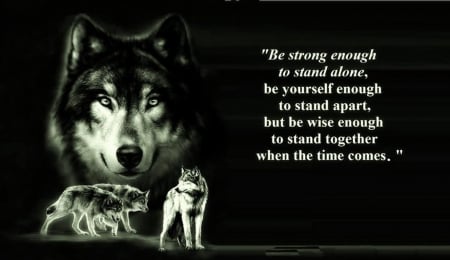 wolf wisdom - wolfrunning, snow, dog, mythical, the pack, wisdom beautiful, grey wolf, timber, canis lupus, abstract, spirit, friendship, howling, grey, white, nature, arctic, wallpaper, majestic, wolf, canine, pack, wild animal black, wolf wallpaper, winter, wolf pack, quotes, howl, wolves, black, lobo, lone wolf, solitude