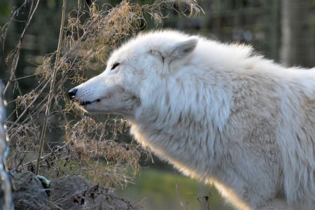 the loner - wolves, white, lone wolf, timber, lobo, wild animal black, majestic, wallpaper, quotes, nature, wolf, snow, canine, arctic, solitude, howling, howl, wolf pack, wolf wallpaper, wisdom beautiful, black, grey wolf, pack, spirit, grey, dog, mythical, canis lupus, winter, abstract, wolfrunning, friendship, the pack