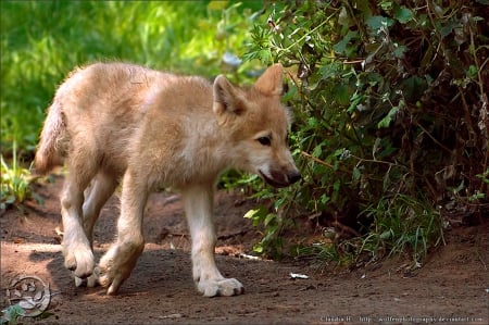 wolf cub - wolves, white, lone wolf, timber, lobo, wild animal black, majestic, wallpaper, quotes, nature, wolf, snow, canine, arctic, solitude, howling, howl, wolf pack, wolf wallpaper, wisdom beautiful, black, grey wolf, pack, spirit, grey, dog, mythical, canis lupus, winter, abstract, wolfrunning, friendship, the pack