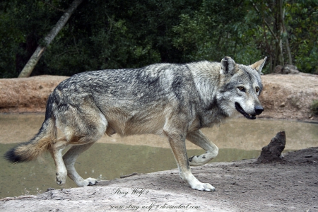 Running Wolf - wolfrunning, snow, dog, mythical, the pack, wisdom beautiful, grey wolf, timber, canis lupus, abstract, spirit, friendship, howling, grey, white, nature, arctic, wallpaper, majestic, wolf, canine, pack, wild animal black, wolf wallpaper, winter, wolf pack, quotes, howl, wolves, black, lobo, lone wolf, solitude