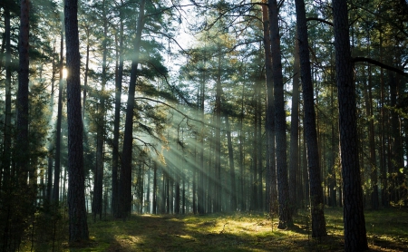 Beautiful Forest - tree, forest, beautiful, sun