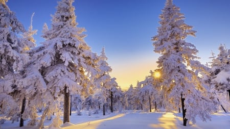 *** Winter *** - nature, wintwr, tree, snow