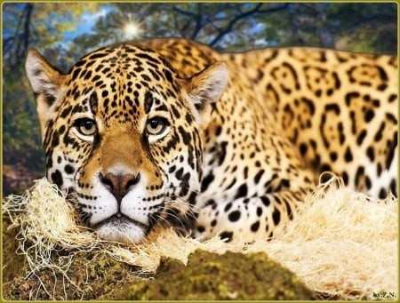 big cat...... - leopard, trees, cat, sun