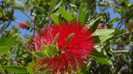 Red Flower - red, summer, sky, flower, tree, nature, blue, green