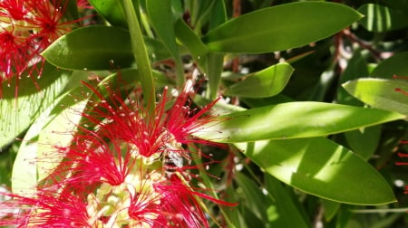 Bee on Flower - nature, amazing, bee, red, insect, flower