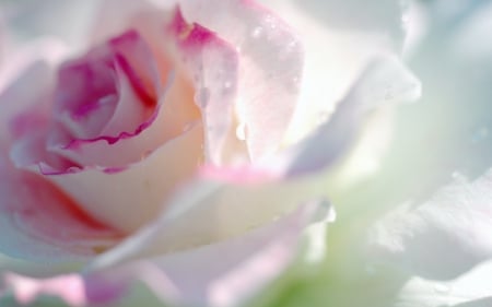 Wet rose - water, drops, wet, beauty, flower, pink, white, green, macro, rose