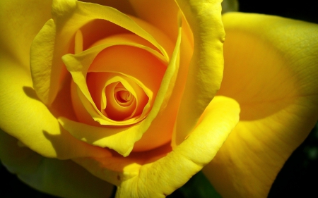 Yellow rose - flower, rose, petals, beauty, yellow, macro