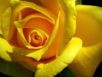 Yellow rose