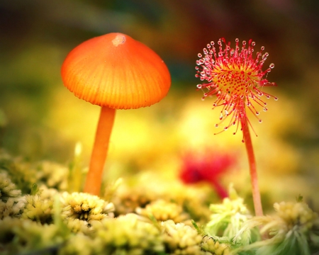 Mushroom - nature, mushroom, macro, plants