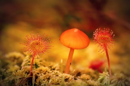 Mushroom - mushroom, plants, nature, macro