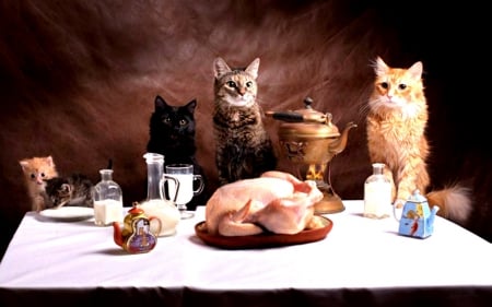 Cats - milk, chicken, food, still life, cat, animals