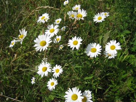 Wild Marguerite - white, summer, bankside, Marguerite, wild