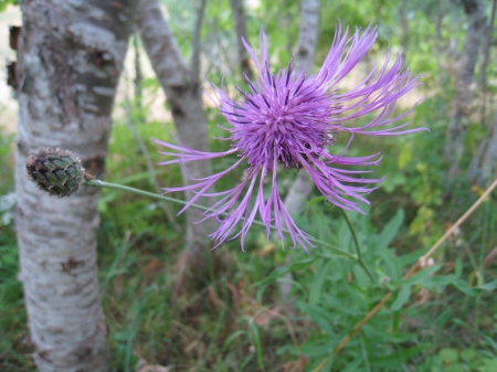 Wild Flower - purple, wild, green, tree, grass, flower