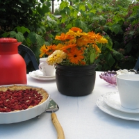 Teatime with wild Strawberry pie