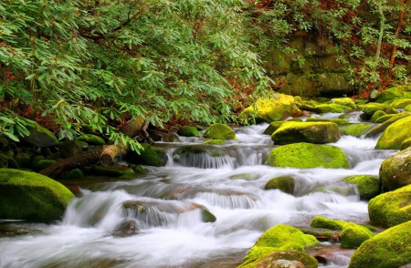 Forest stream - nice, branches, trees, flow, stream, shore, lovely, creek, calm, nature, quiet, forest, beautiful, river, leaves, stones