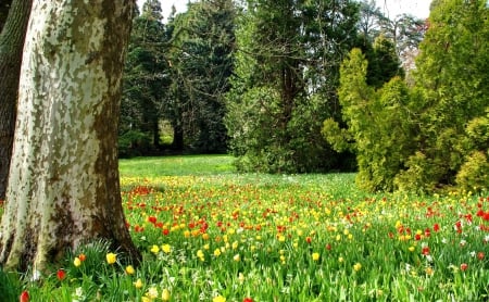 Park beauty - pretty, trees, carpet, summer, beautiful, beauty, grass, forest, lovely, freshness, tree, flowers, nature, nice, park