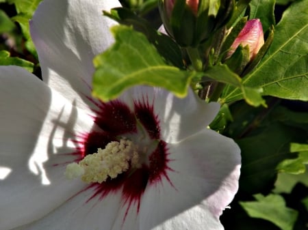 shaded gem - white, flower, petals, delicate