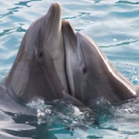 lovely dolphins