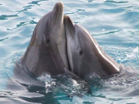 lovely dolphins - nature, beauty, love, animals, dolphins