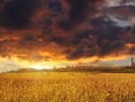 fantastic golden sunset over a golden field