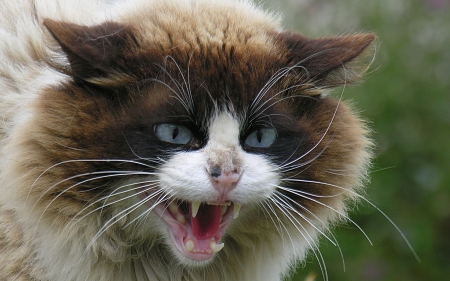 Cat - sleepy, cute, beautiful, cat, sleeping, kitty, cats, hat, cat face, paws, face, animals, pretty, beauty, sweet, kitten, lovely