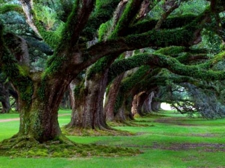 Century-old trees - forests, trees, image, color, moss, wallpaper, new, expression