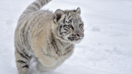 playful kitty - young, snow, cats, big, tigers