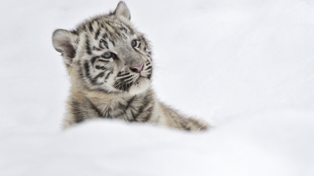 baby tiger - white, tiger, baby, playful, snow