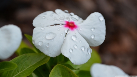 Flower - white, romantic, pink, lovely, drops, flower