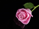 a Pink Rose with Rain Drops on it