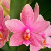 Pink orchids