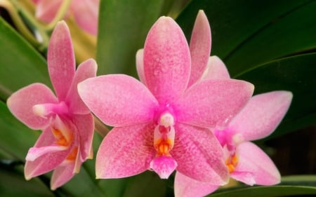 Pink orchids - flower, pink, orchid, yellow, green