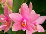 Pink orchids