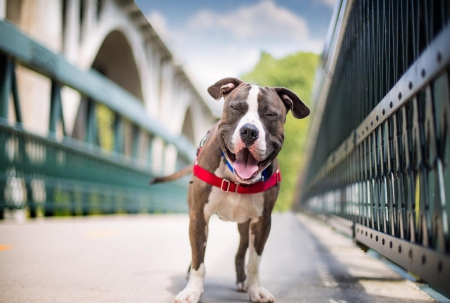 Happy Dog - pet, outdoors, dog, happy, bridge