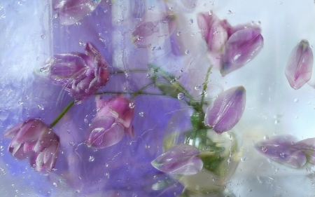 Rainy day - rain, day, water, spring, purple, window, pink, blue, tulip, drops