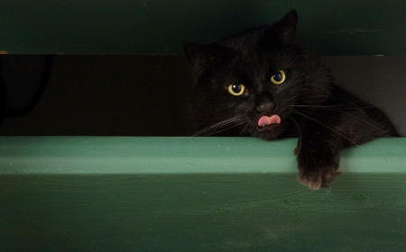 Black cat - tongue, cat, pink, animal, green, black, kitten