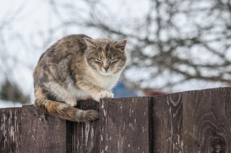 Cat - sleepy, cute, beautiful, cat, sleeping, kitty, cats, hat, cat face, paws, face, animals, pretty, beauty, sweet, kitten, lovely