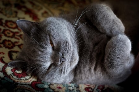 Cat - sleeping, beauty, cat face, hat, animals, sleepy, paws, face, pretty, cute, cat, kitty, lovely, kitten, cats, beautiful, sweet