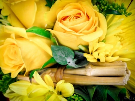 Rose - nature, yellow, photo, rose, flower