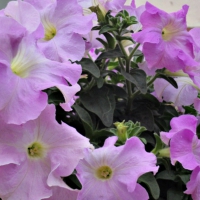 Purple Petunia