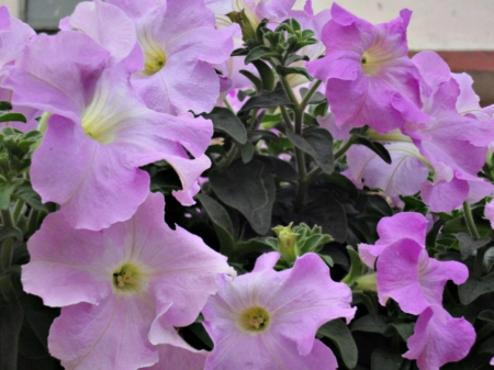 Purple Petunia - purple flowers, petunia, Flowers, purple